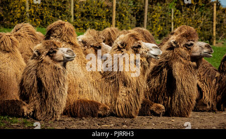 Bactrian camels (Camelus bactrianus) Stock Photo