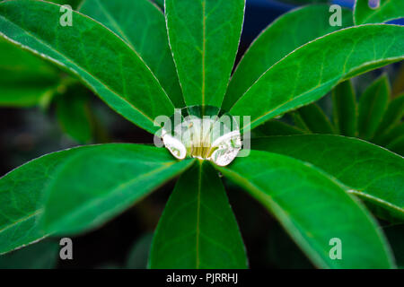 Droplet of Water on lupin leaves Stock Photo