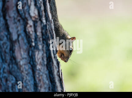 Cute squirrel at the Lake Balboa Park in Los Angeles, California, hiding behind the tree Stock Photo