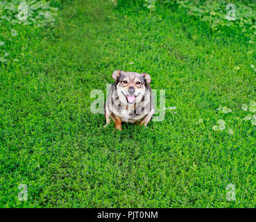 cute dog sitting in green juicy grass funny sticking out his tongue on a clear summer day in the Park Stock Photo