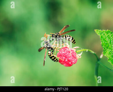 Insect Eating Raspberry Leaves insects wasps flew into the garden for the aroma of ripe and juicy ...