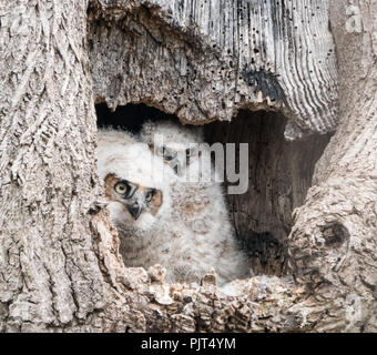 Great Horned owlets ( Bubo virginianus) sit in hollow of tree waiting for mother to return to the nest. Stock Photo