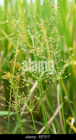 Fimbristylis miliacea flowering stage Stock Photo