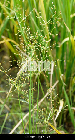 Fimbristylis miliacea flowering stage Stock Photo
