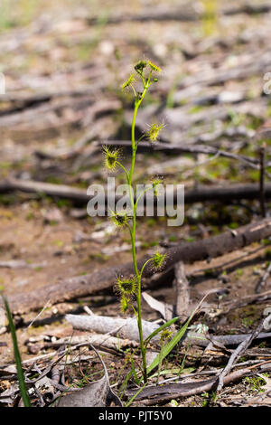 Tall Sundew (Drosera peltata). A native Australian carnivorous plant Stock Photo