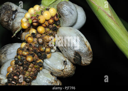 Mycosarcoma corn smut at a maize ear Stock Photo - Alamy