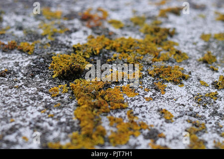 close-up of moss and lichens growing on concrete wall Stock Photo