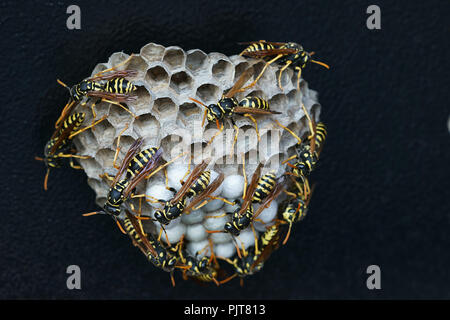 Wasp nest ( Polistes dominulus ) contains larvas Stock Photo