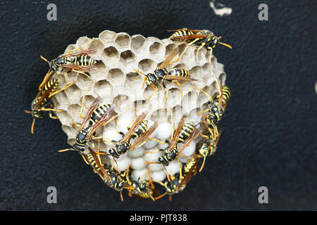 Wasp nest ( Polistes dominulus ) contains larvas Stock Photo