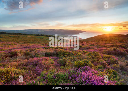 Sunset over heather in bloom on the slopes of Bossington Hill above Minehead in Somerset and looking out to Bossington and Porlock Stock Photo