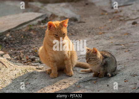 Street mamma cat sitting with her kitten on a morning street Stock Photo