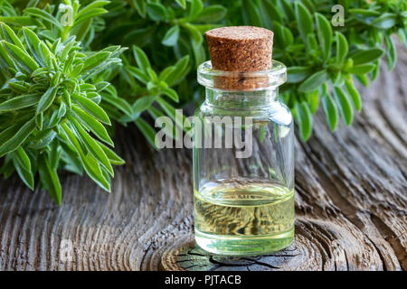 A bottle of mountain savory essential oil with fresh Satureja montana Stock Photo