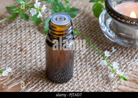 A bottle of common vervain essential oil with fresh blooming verbena officinalis Stock Photo