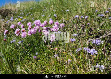Sea Pinks or Thrift (Armeria maritima) growing with Spring Squill (Scilla verna) flowers in coastal grassland. Isle of Man, Britain Stock Photo