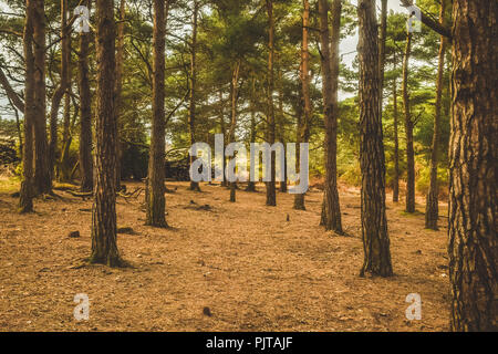 Tree plantations on Woodbury Common, Devon, South West England, United Kingdom. Stock Photo