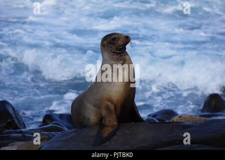 Galapagos Sea Lion striking a pose in the Galapagos Islands, Ecuador Stock Photo