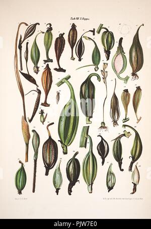 Beiträge zur morphologie und biologie der familie der orchideen (Tab ...