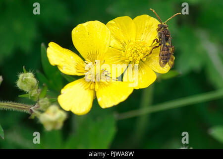 A wasp sits on a yellow flower Stock Photo