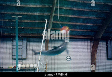 The Antwerp Zoo in the nineties (Belgium, 10/1992) Stock Photo