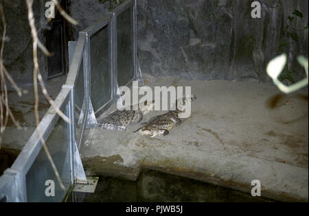 The Antwerp Zoo in the nineties (Belgium, 10/1992) Stock Photo