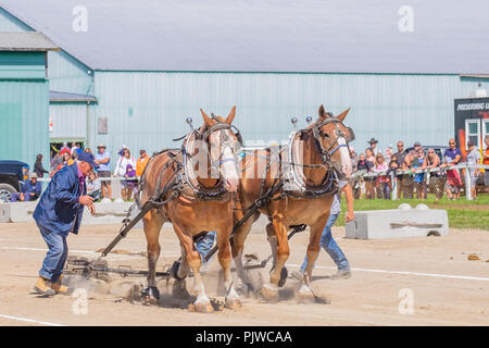 Team of heavy draft horses compete in a weight pulling competition at a local fall fair. Stock Photo
