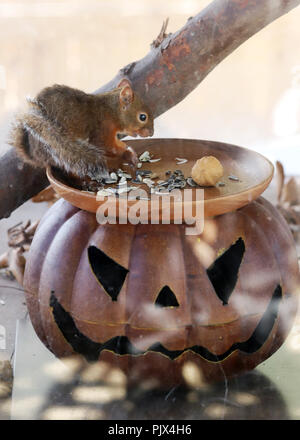 Yokohama, Japan. 9th Sep, 2018. A squirrel eats sunflower seeds while a jack-o-lantern is decorated for Halloween at the Hakkeijima Sea Paradise aquarium in Yokohama, suburban Tokyo on Sunday, September 9, 2018. The aquarium started their Halloween events "Seapara Pop'n Halloween" through the end of next month. Credit: Yoshio Tsunoda/AFLO/Ģ����ý Live News Stock Photo
