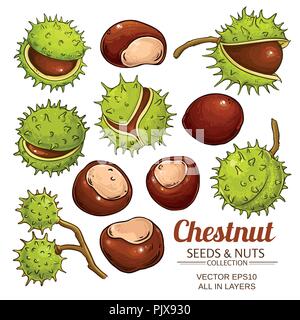 chestnut vector isolated on white background Stock Vector