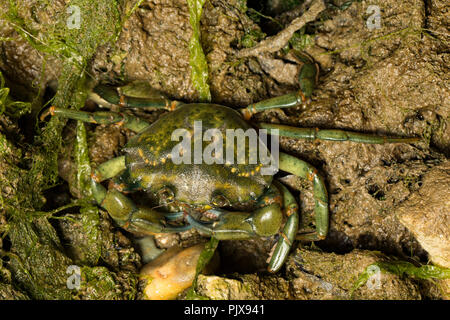 A Green Shore Crab, Carcinus maenas, walking on exposed rocks at low tide at night in a rockpool. Dorset England UK GB
