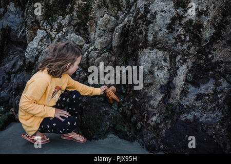 Girl picking up starfish off rocks Stock Photo