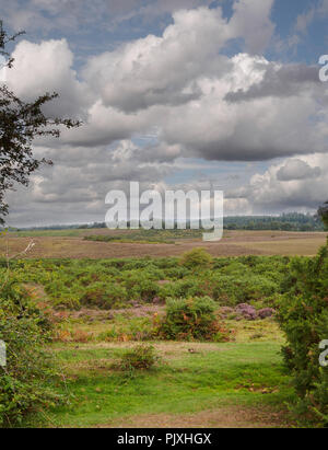 View of the New Forest Stock Photo