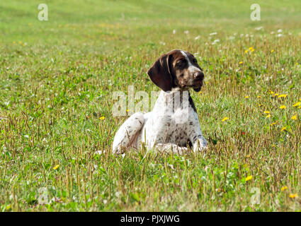 german shorthaired pointer, german kurtshaar one spotted puppy  lying on green grass, with fine yellow flowers and yellowing autumn vegetation, looks Stock Photo