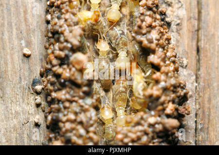 Termites worker (Globitermes sulphureus) build a soil tunnel on wood structure