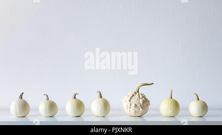 Happy Thanksgiving Background. Selection of little white pumpkins on white shelf against white wall. Modern minimal autumn inspired room decoration. Stock Photo