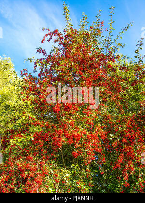 Fruiting Hawthorn tree (Crataegus monogyna) in autumn. Stock Photo