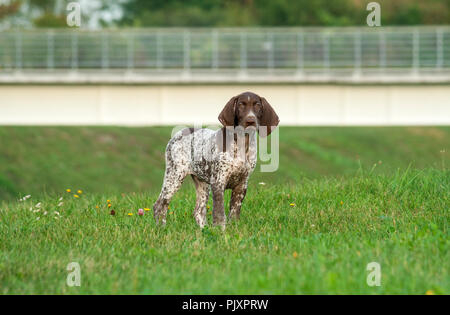 german shorthaired pointer, german kurtshaar one spotted puppy with brown ears stand on grass green, in the background big bridge Stock Photo