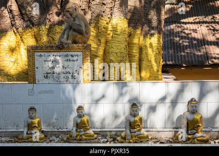 A macaque monkey and some Buddha figures inside the Buddhist site at the top of the pedestal hill of Taung Kalat (Mount Popa), Myanmar (Burma). Stock Photo