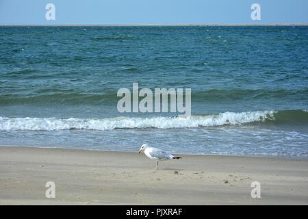 One seagull stands on the sandy beach with sea in the background Stock Photo