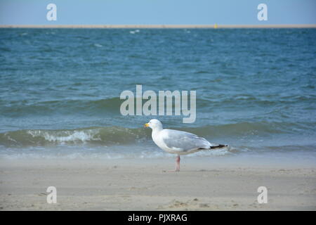 A seagull stands on the sandy beach with sea in the background Stock Photo