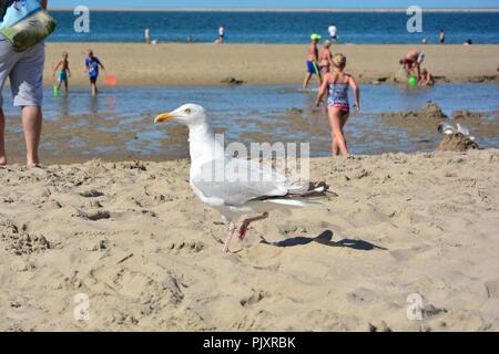 Gull stands on sandy beach with fuzzy people in the background Stock Photo