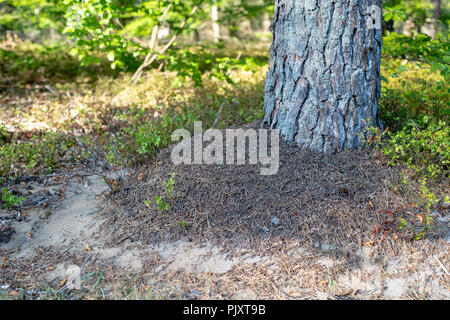 A small anthill in the deciduous forest. A mound in which ants live. Season of the summer. Stock Photo