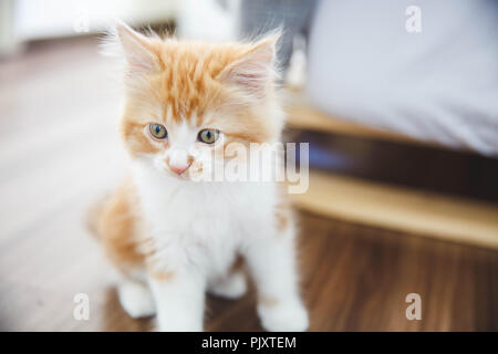 Archie the cute orange kitten Stock Photo