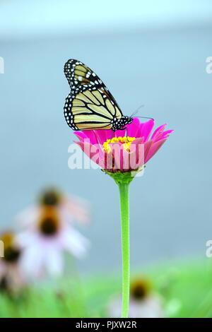 Monarch Butterfly Pollinating Pink Zinnia Flower Stock Photo