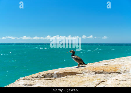 cormorants on a cliff with turquoise water in abel tasman national park, new zealand Stock Photo