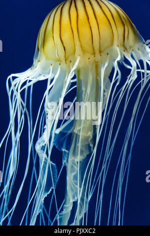 South American sea nettle jellyfish at the Georgia Aquarium in downtown Atlanta, Georgia. (USA) Stock Photo