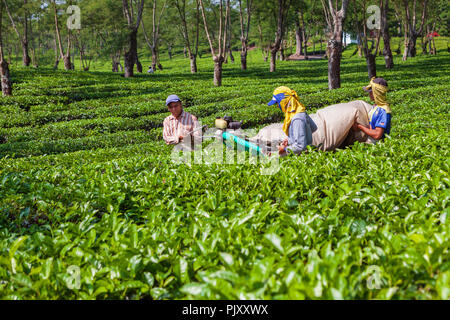 Lawang, Indonesia - July 16, 2018: Indonesian men work hard at highland tea plantation. Farmers picking leaves from green shrubs row. Stock Photo