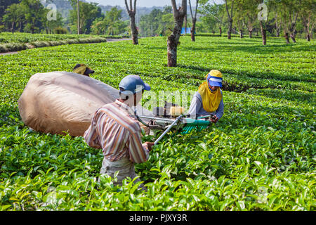 Lawang, Indonesia - July 16, 2018: Indonesian men work hard at highland tea plantation. Farmers picking leaves from green shrubs row Stock Photo