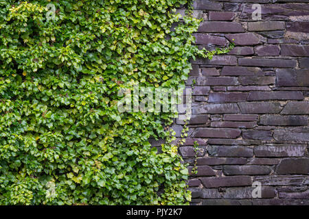 Green Ivy growing on a purple slate wall in an abandoned Welsh quarry. Stock Photo