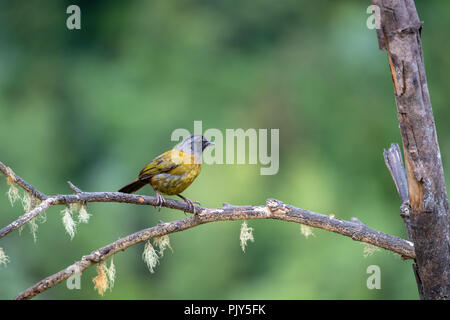 Large-footed finch (Pezopetes capitalis) in Costa Rica Stock Photo