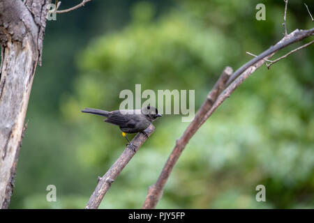 Yellow-thighed finch (Pselliophorus tibialis) in Costa Rica Stock Photo