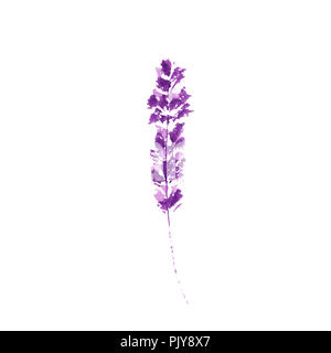 Lavender flower watercolor illustration. Straight lavender branch. Wedding and Valentines day greeting cards floral design. Love and marriage. Single lavender twig. Isolated raster Stock Photo